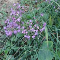 野菜,ラッキョウ,ラッキョウ　花の画像