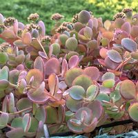 ミセバヤ,ローラ,白雪ミセバヤ,斑入りミセバヤ,今日のお花の画像