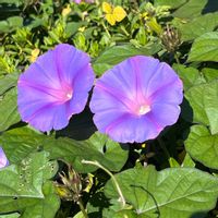 ノアサガオ,山野草,お出かけ先の画像