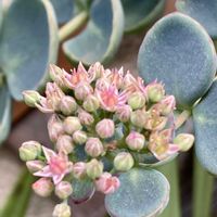 ミセバヤ,白雪ミセバヤ,今日の庭のお花達,ミセバヤ♡,多肉植物♡の画像