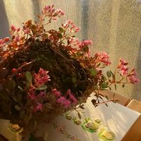 ミセバヤ,苔玉仕立て,思い出の一枚,ありがとう❤️,小さな幸せ♡の画像