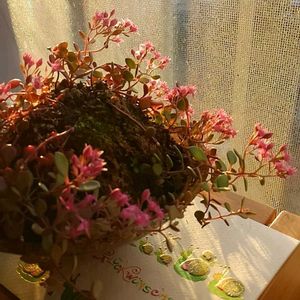 ミセバヤ,苔玉仕立て,思い出の一枚,ありがとう❤️,小さな幸せ♡の画像