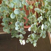 パッションフルーツ,ミセバヤ,大根,今日のお花,チーム新潟の画像