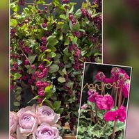 カーネーション,キク,シクラメン,シンフォリカルポス,シンフォリカルポスの画像