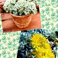 ミセバヤ,白雪ミセバヤ,今日のお花,散歩道で出会った植物の画像