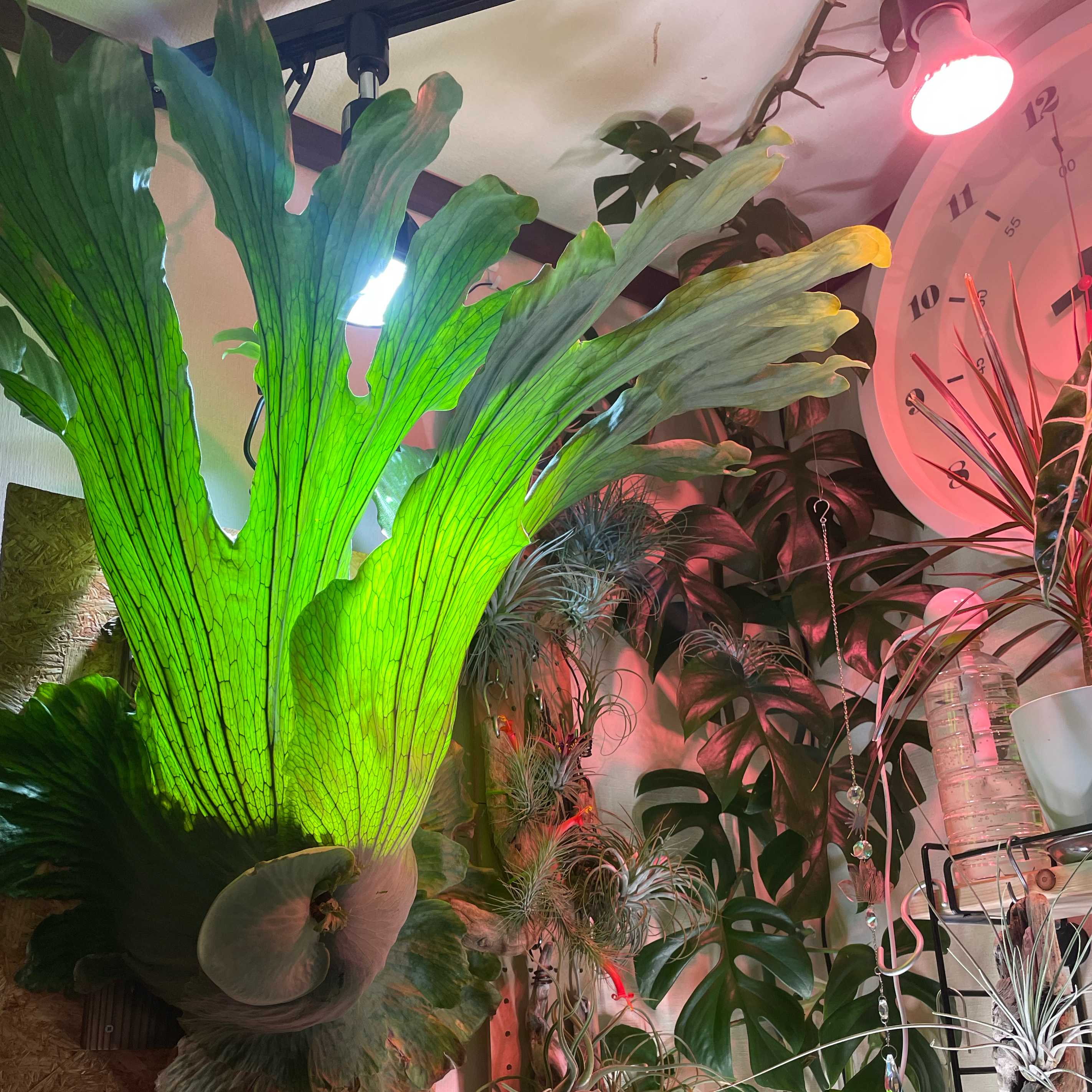 成長点の向き2 ビカクシダの森