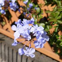 ルリマツリの画像