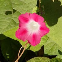 アサガオの画像