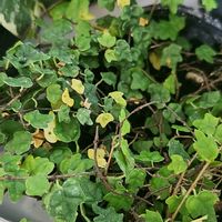 プミラ,プミラ 天使のいたずらの画像