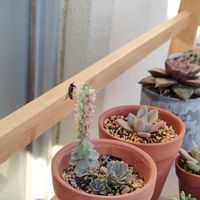 子持ち蓮華,ハナアブ,多肉植物,初心者,蜜の画像