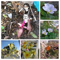 オキザリス,コスモス,ポーチュラカ,ウィンターコスモス,いつも、いいね!ありがとうございます(*´`)♡の画像