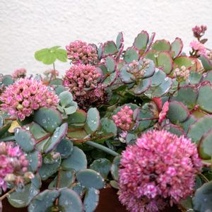 ミセバヤ,日高ミセバヤ,ミセバヤの紅葉。,多肉植物,綺麗な色♡の画像