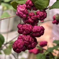 シンフォリカルポスの画像