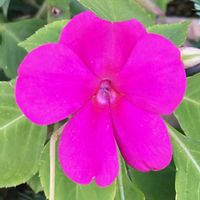 インパチェンス,お出かけ先にての画像