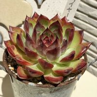 E.ファイヤーピラー,多肉のある暮らし,防寒対策,多肉の土,タニラーの画像