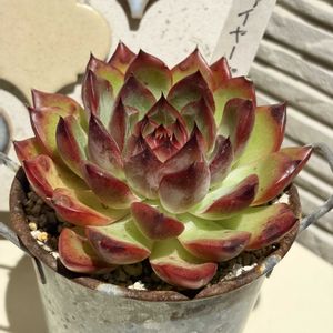 E.ファイヤーピラー,多肉のある暮らし,防寒対策,多肉の土,タニラーの画像