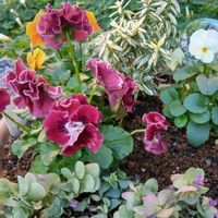 オレガノ,へーべ,シクラメンペチコートの画像