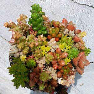 セダム,ティンカーベル,七宝珠,シノクラッスラ・インディカ,多肉植物の画像