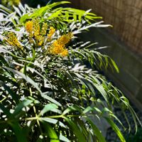 ツワブキ,タマリュウ,玉竜,斑入りツワブキ,ホソバヒイラギナンテンの画像