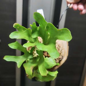 コウモリラン,ビカクシダ リドレイ,プラティセリウム・リドレイ,ビカクシダ リドレイ ドワーフ,観葉植物の画像
