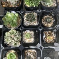 サボテン,ハオルチア,ハオルチア,ハオルチア オブツーサ錦,アガベ チタノタの画像