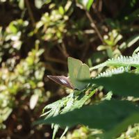 ホトトギス,サツキ,シダ,シダ,シダの画像