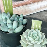 ローラ,パキフィツム属,多肉植物いろいろ,フーケリーハイブリッド,多肉植物の画像