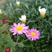 キク,クランベリー,ビオラ,キンギョソウ（金魚草）,ハイビスカス・アフロディーテの画像