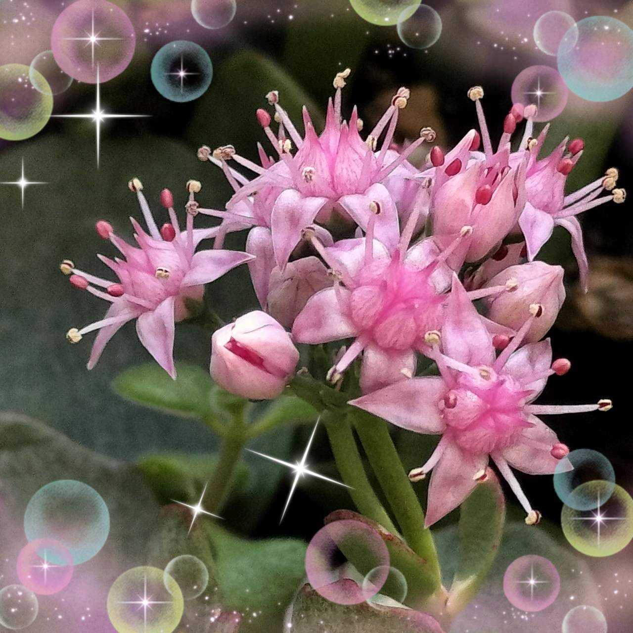 古典園芸・伝統園芸｜🍀GreenSnap（グリーンスナップ）