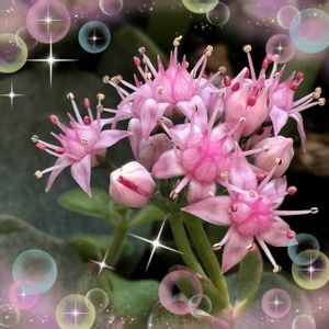 キク,ブーゲンビリア,ミセバヤ,小菊,ブーゲンビレアの画像