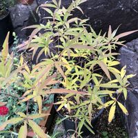 セイヨウニンジンボク,ハーブ,落葉低木,ハーブのある暮らし,もんハーブ園の画像