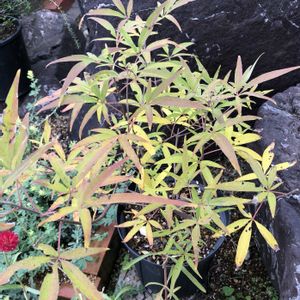 セイヨウニンジンボク,ハーブ,落葉低木,ハーブのある暮らし,もんハーブ園の画像