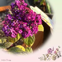 ヘリオトロープ,いい香り,花のある暮らし,ヘリオトロープ 香水の花,玄関の画像