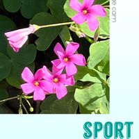 ムラサキカタバミ,ピンク大好き,ウォーキングの楽しみの画像