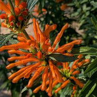 サクラ,サクラ,サクラ,サクラ,ツバキの画像