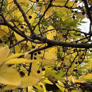 エノキ,お出かけ先の画像