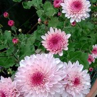 キク,デルフィニウム,デルフィニウム,鉢植え,ガーデニングの画像