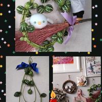 オーロラ,オキナワスズメウリ,女雛錦,ジョイスタロック錦,マクス錦の画像