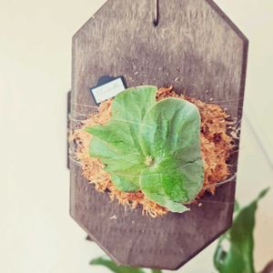 苔玉,シダ植物, ビカクシダ,ビカクシダ・エレファントティス,その他部屋の画像