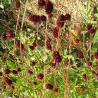 ワレモコウ,ホタルイ,好古園の画像