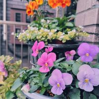 ゴーラム,ジンチョウゲ,ビオラ,沈丁花,モナルダの画像