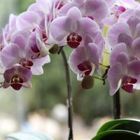 胡蝶蘭,ピンクの花,一眼レフ,キュンキュン乙女倶楽部,乙女ピンクの画像