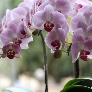 胡蝶蘭,ピンクの花,一眼レフ,キュンキュン乙女倶楽部,乙女ピンクの画像