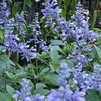 サルビア,ブルーサルビア,花のある暮らし,スマホ撮影,癒やしの画像