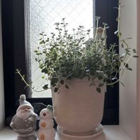 レモンタイム,キュートな金曜日,キッチンの画像