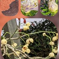 ウキツリボク,キク,ケイトウ,マツバボタン,マユミの画像