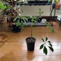 シェフレラ,カポック,フリーセア ラシナエ,頂き物の画像