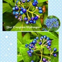 カクレミノ,常山アジサイ,キリ,キミノセンリョウ,白実南天の画像