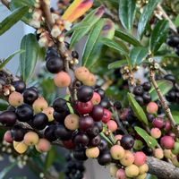 ハマヒサカキ,ギンモクセイ,銀木犀（ギンモクセイ）,銀木犀（ギンモクセイ）,イソヒサカキの画像