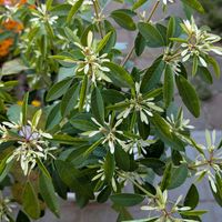 ユーフォルビア 白雪姫,シエルブリエ,挿芽の画像